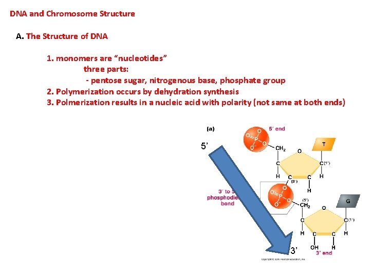 DNA and Chromosome Structure A. The Structure of DNA 1. monomers are “nucleotides” three