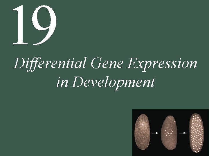 19 Differential Gene Expression in Development 