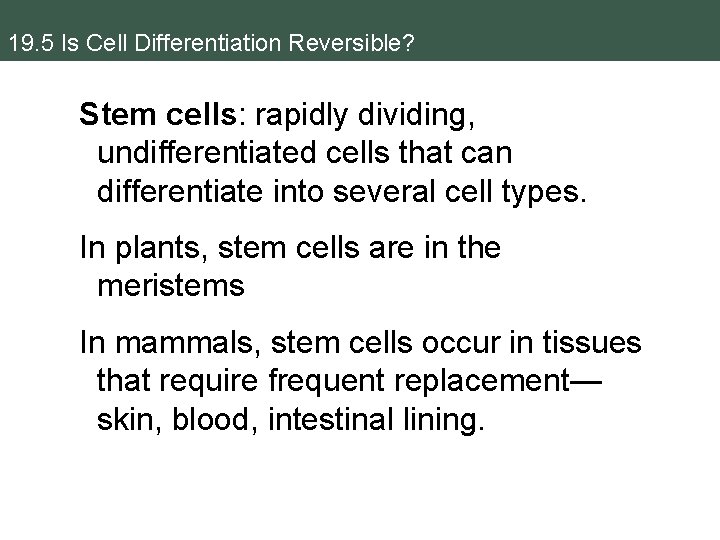 19. 5 Is Cell Differentiation Reversible? Stem cells: rapidly dividing, undifferentiated cells that can