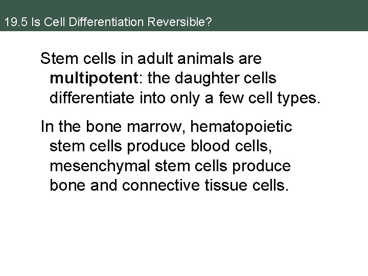 19. 5 Is Cell Differentiation Reversible? Stem cells in adult animals are multipotent: the