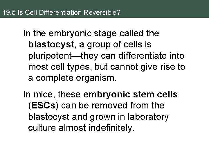 19. 5 Is Cell Differentiation Reversible? In the embryonic stage called the blastocyst, a