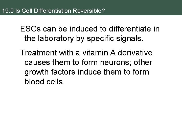 19. 5 Is Cell Differentiation Reversible? ESCs can be induced to differentiate in the