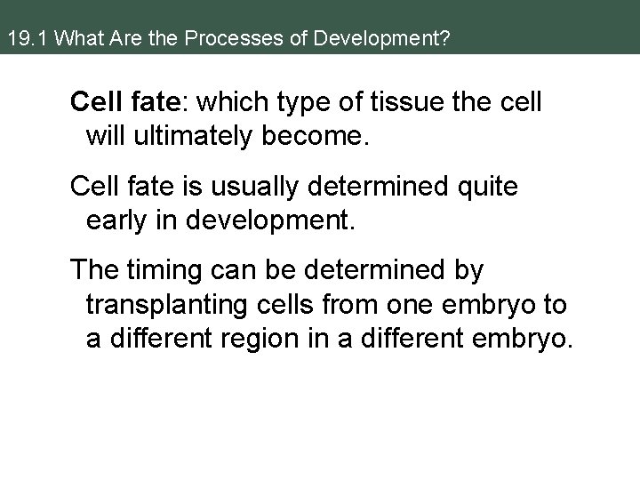 19. 1 What Are the Processes of Development? Cell fate: which type of tissue