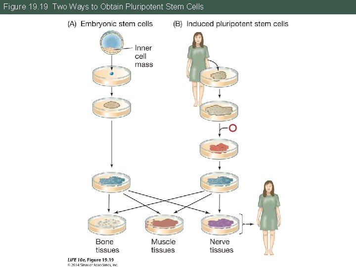 Figure 19. 19 Two Ways to Obtain Pluripotent Stem Cells 