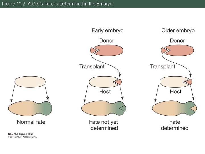 Figure 19. 2 A Cell’s Fate Is Determined in the Embryo 