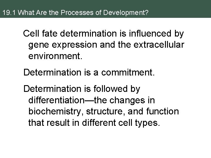 19. 1 What Are the Processes of Development? Cell fate determination is influenced by