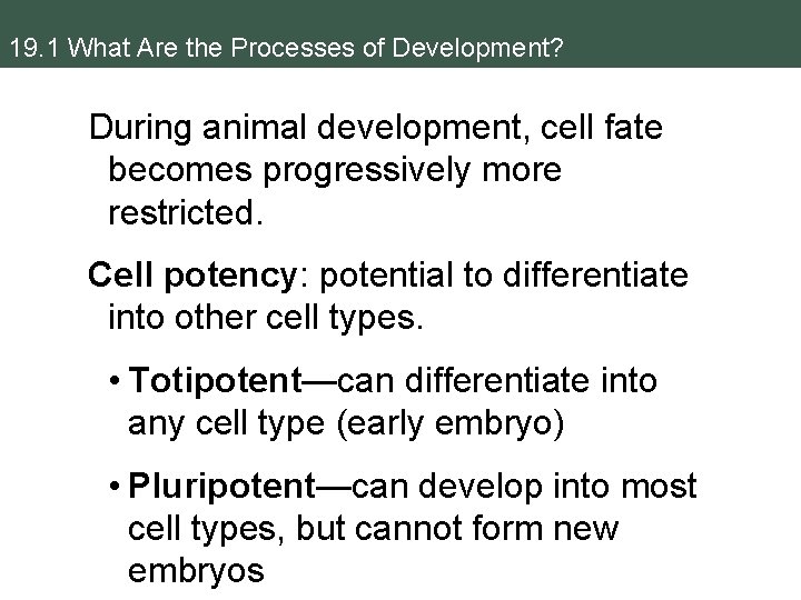 19. 1 What Are the Processes of Development? During animal development, cell fate becomes