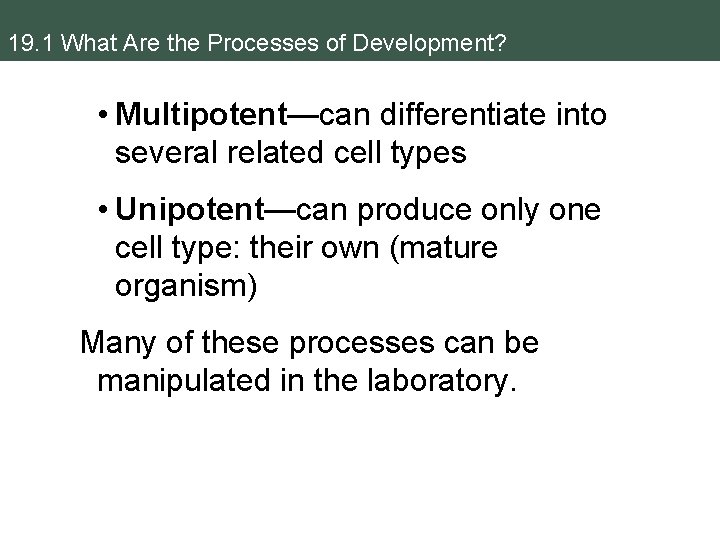 19. 1 What Are the Processes of Development? • Multipotent—can differentiate into several related