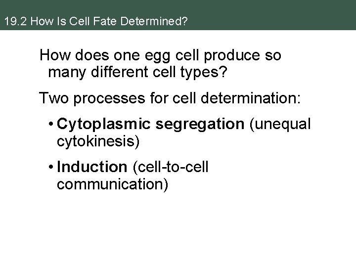 19. 2 How Is Cell Fate Determined? How does one egg cell produce so