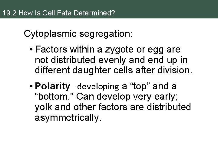 19. 2 How Is Cell Fate Determined? Cytoplasmic segregation: • Factors within a zygote