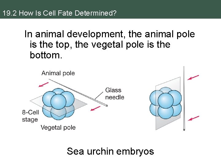 19. 2 How Is Cell Fate Determined? In animal development, the animal pole is