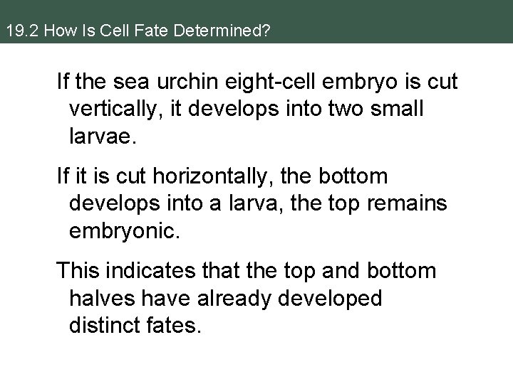 19. 2 How Is Cell Fate Determined? If the sea urchin eight-cell embryo is