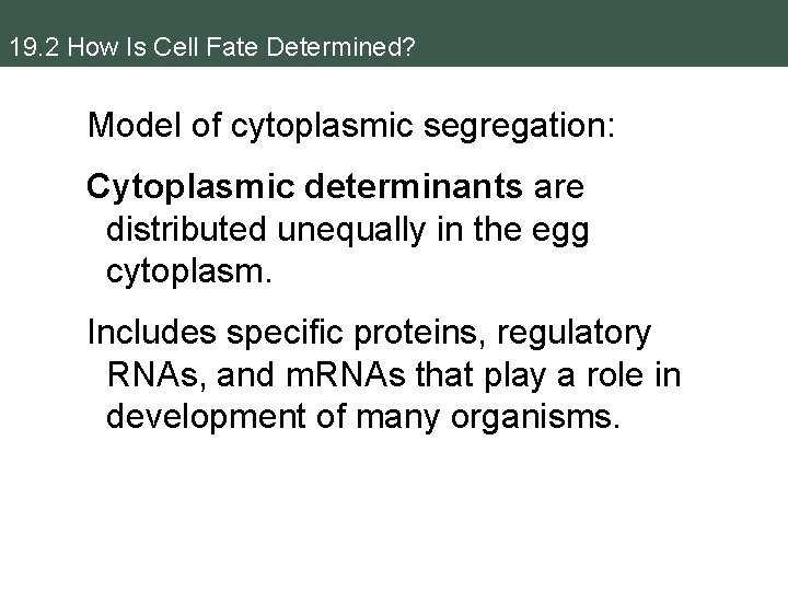 19. 2 How Is Cell Fate Determined? Model of cytoplasmic segregation: Cytoplasmic determinants are