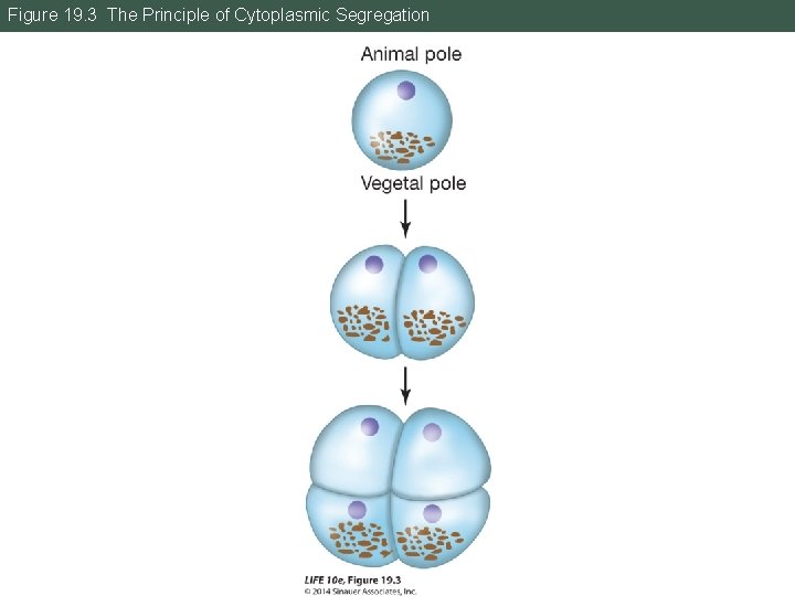 Figure 19. 3 The Principle of Cytoplasmic Segregation 