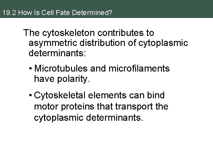 19. 2 How Is Cell Fate Determined? The cytoskeleton contributes to asymmetric distribution of