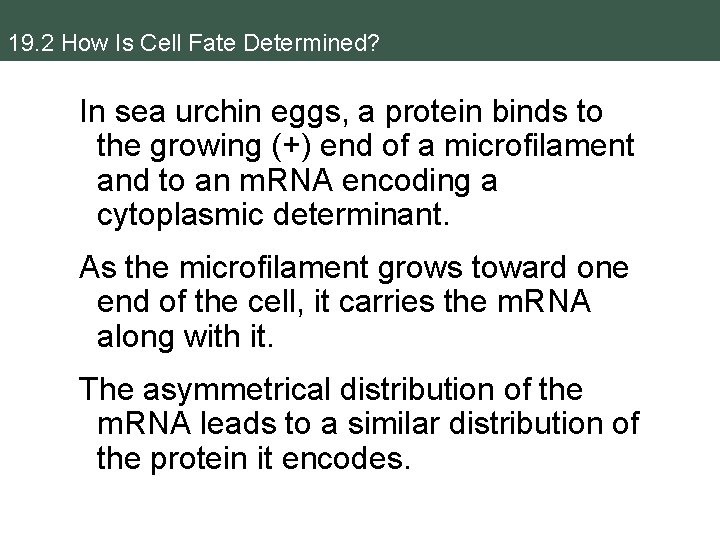 19. 2 How Is Cell Fate Determined? In sea urchin eggs, a protein binds