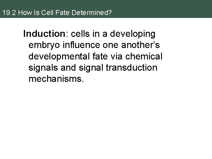 19. 2 How Is Cell Fate Determined? Induction: cells in a developing embryo influence