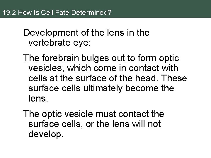 19. 2 How Is Cell Fate Determined? Development of the lens in the vertebrate