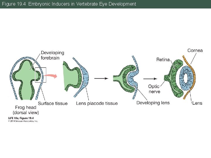 Figure 19. 4 Embryonic Inducers in Vertebrate Eye Development 