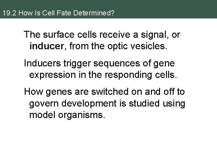 19. 2 How Is Cell Fate Determined? The surface cells receive a signal, or