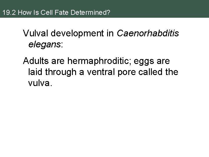 19. 2 How Is Cell Fate Determined? Vulval development in Caenorhabditis elegans: Adults are