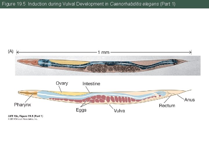 Figure 19. 5 Induction during Vulval Development in Caenorhabditis elegans (Part 1) 