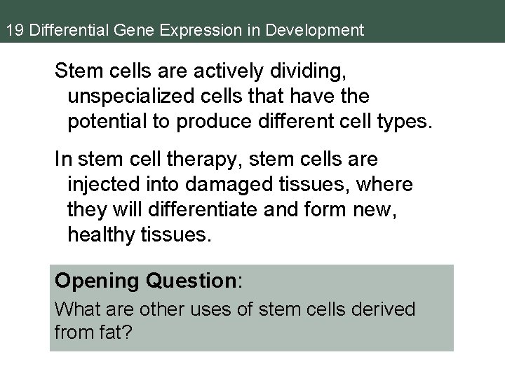 19 Differential Gene Expression in Development Stem cells are actively dividing, unspecialized cells that