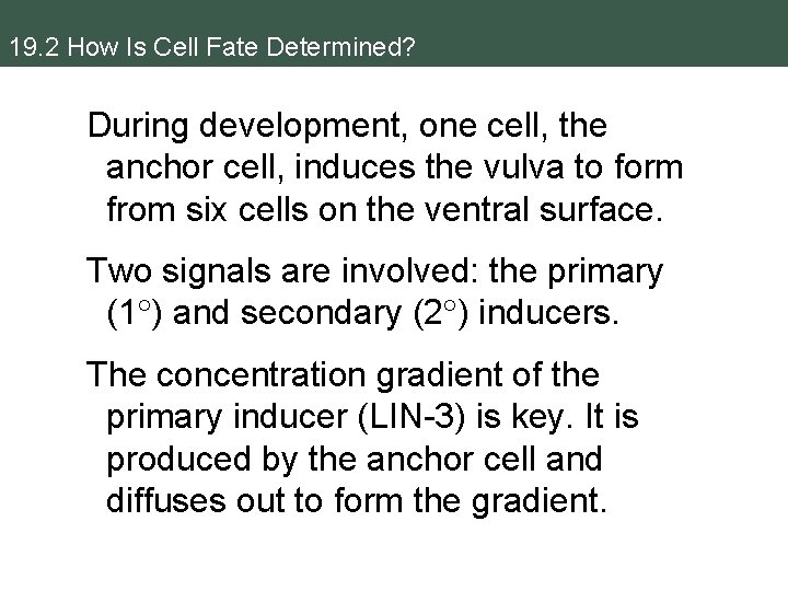 19. 2 How Is Cell Fate Determined? During development, one cell, the anchor cell,