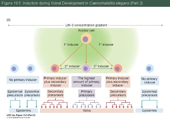 Figure 19. 5 Induction during Vulval Development in Caenorhabditis elegans (Part 2) 