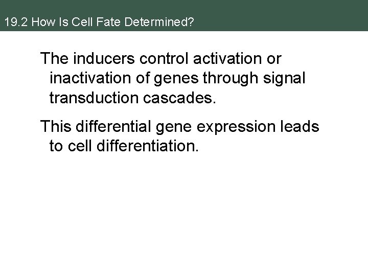 19. 2 How Is Cell Fate Determined? The inducers control activation or inactivation of