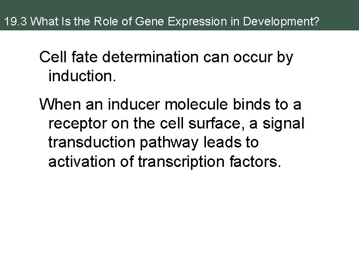 19. 3 What Is the Role of Gene Expression in Development? Cell fate determination