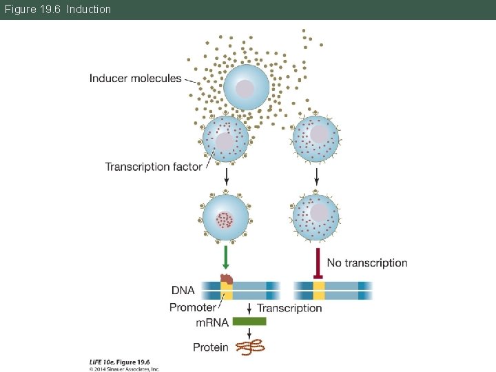 Figure 19. 6 Induction 