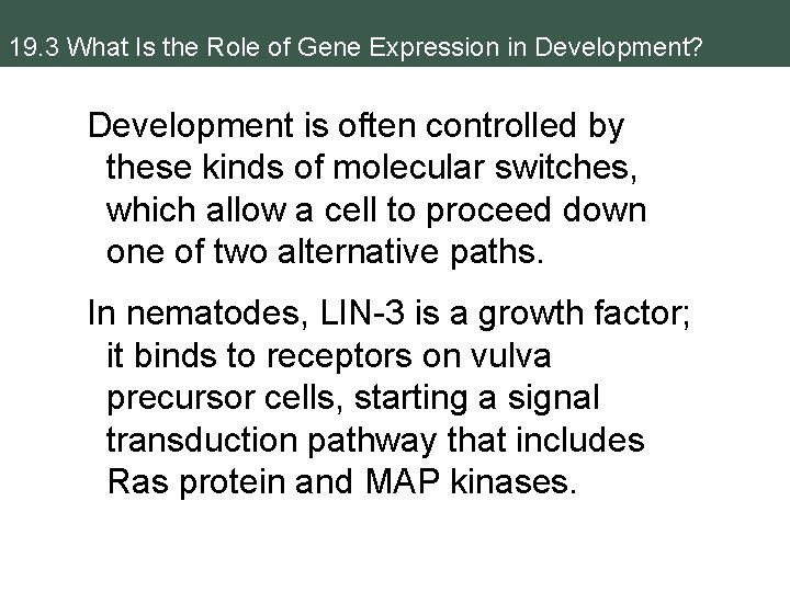 19. 3 What Is the Role of Gene Expression in Development? Development is often