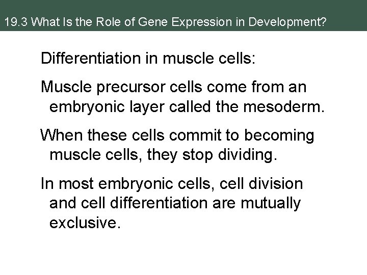 19. 3 What Is the Role of Gene Expression in Development? Differentiation in muscle