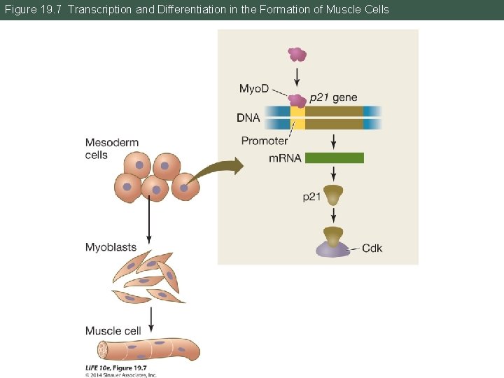 Figure 19. 7 Transcription and Differentiation in the Formation of Muscle Cells 