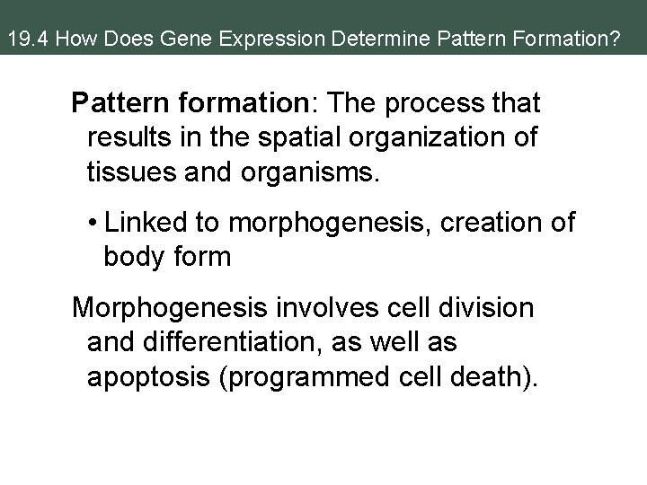 19. 4 How Does Gene Expression Determine Pattern Formation? Pattern formation: The process that