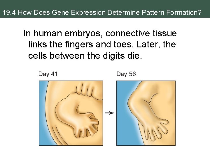 19. 4 How Does Gene Expression Determine Pattern Formation? In human embryos, connective tissue