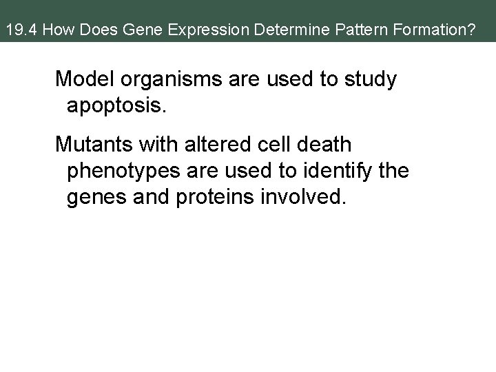 19. 4 How Does Gene Expression Determine Pattern Formation? Model organisms are used to