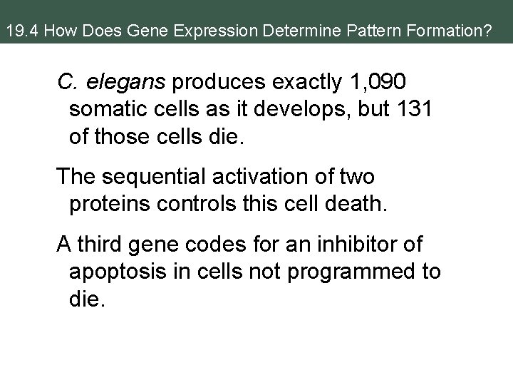 19. 4 How Does Gene Expression Determine Pattern Formation? C. elegans produces exactly 1,