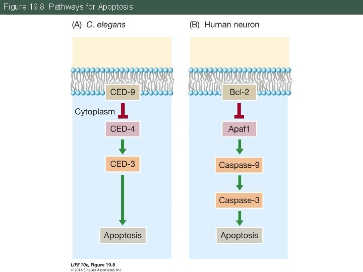 Figure 19. 8 Pathways for Apoptosis 