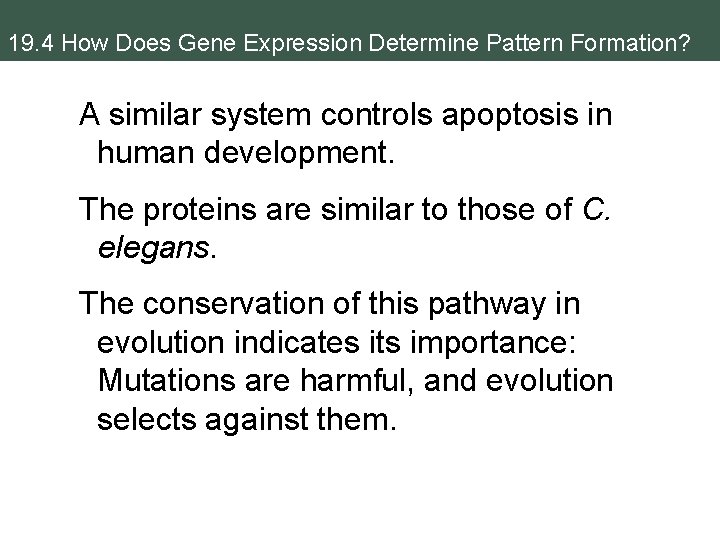 19. 4 How Does Gene Expression Determine Pattern Formation? A similar system controls apoptosis