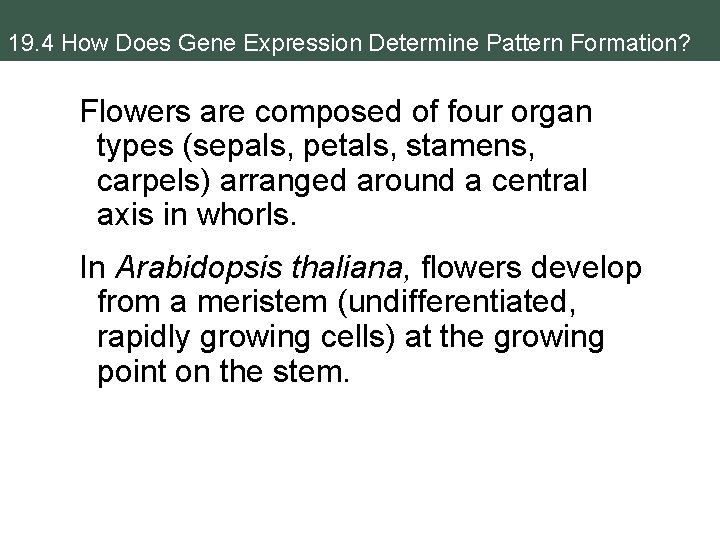 19. 4 How Does Gene Expression Determine Pattern Formation? Flowers are composed of four