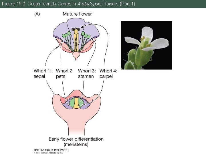 Figure 19. 9 Organ Identity Genes in Arabidopsis Flowers (Part 1) 