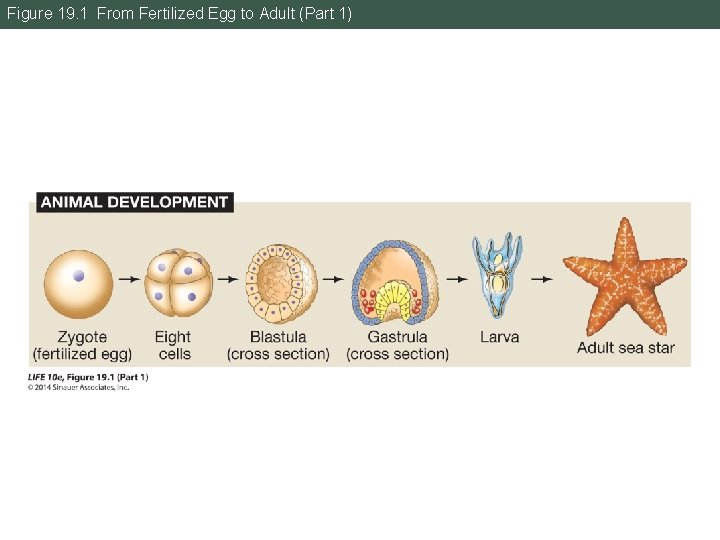 Figure 19. 1 From Fertilized Egg to Adult (Part 1) 