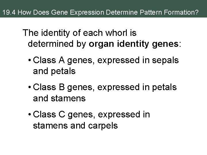 19. 4 How Does Gene Expression Determine Pattern Formation? The identity of each whorl