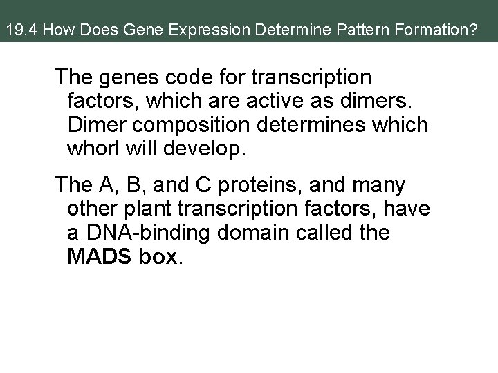19. 4 How Does Gene Expression Determine Pattern Formation? The genes code for transcription