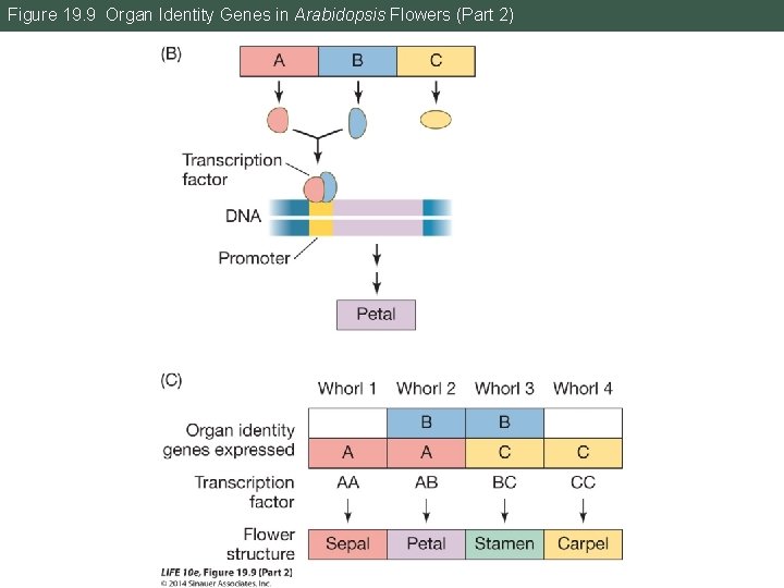 Figure 19. 9 Organ Identity Genes in Arabidopsis Flowers (Part 2) 