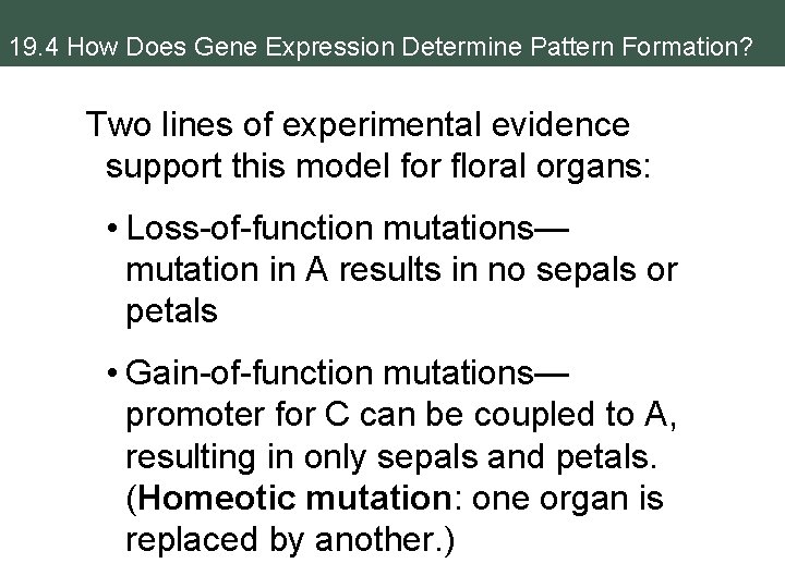 19. 4 How Does Gene Expression Determine Pattern Formation? Two lines of experimental evidence