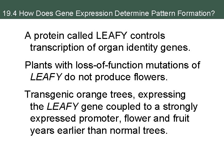 19. 4 How Does Gene Expression Determine Pattern Formation? A protein called LEAFY controls