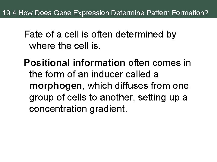 19. 4 How Does Gene Expression Determine Pattern Formation? Fate of a cell is